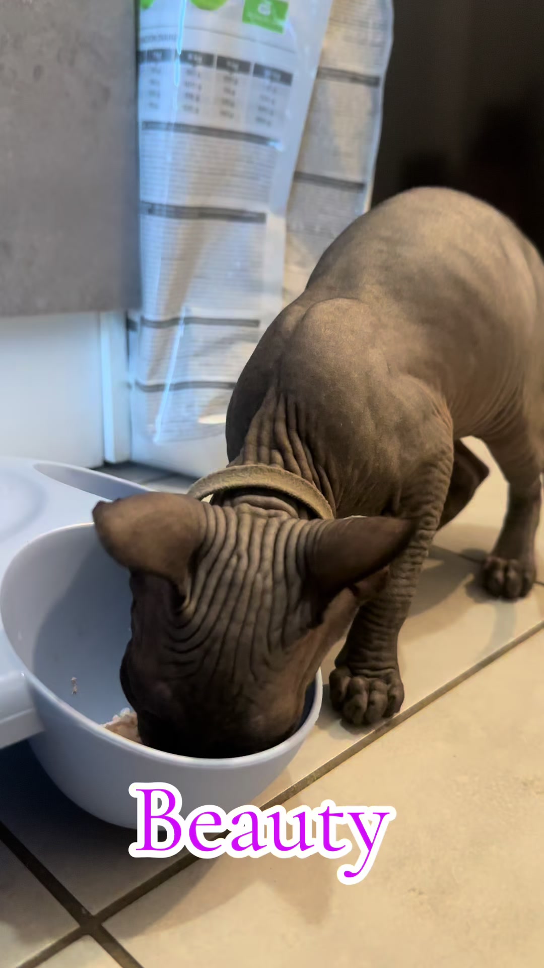 @vanilleetbeerus