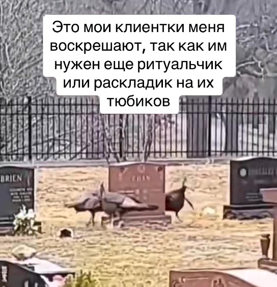 @Селеста