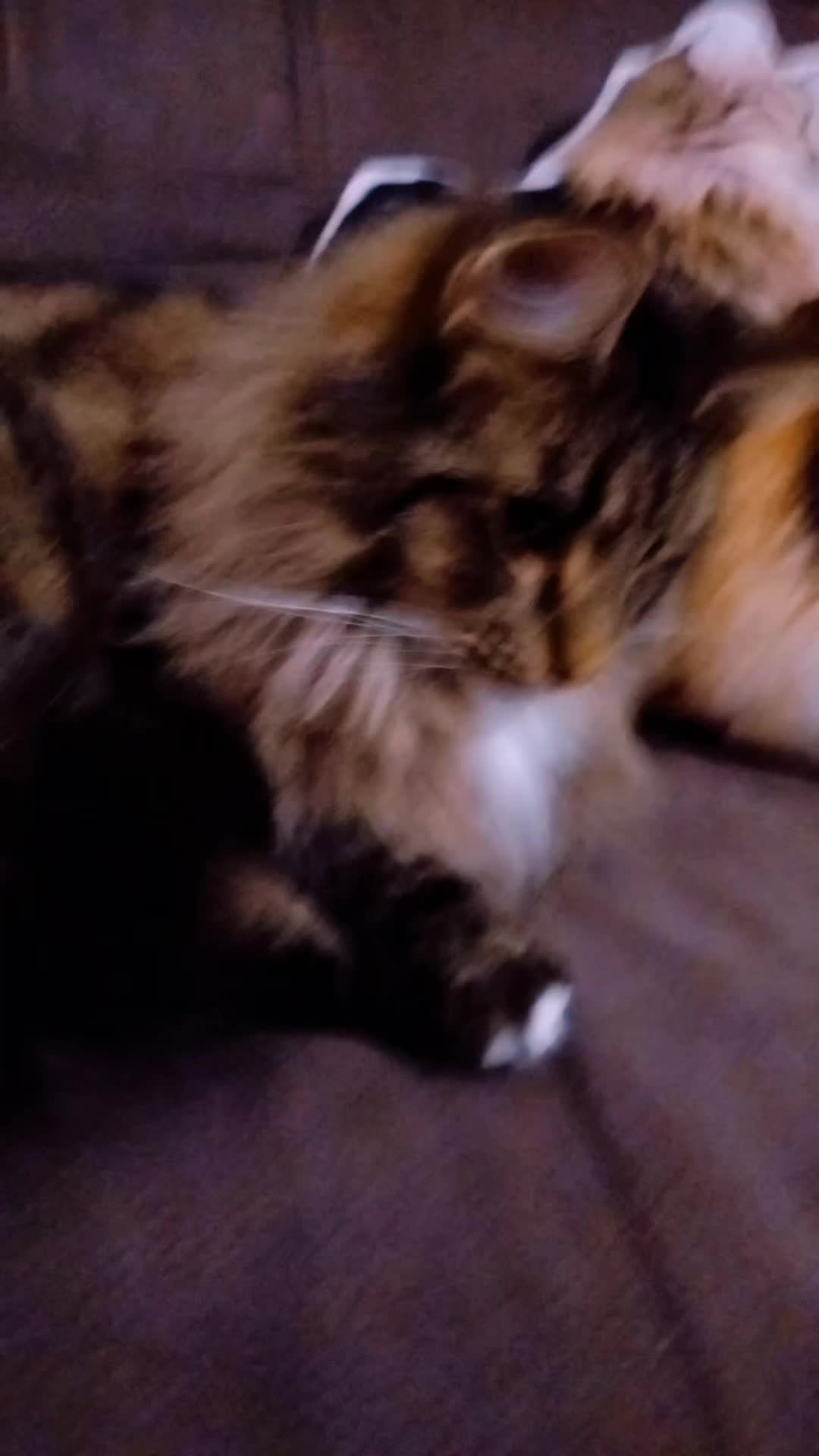 @Lucky Cats