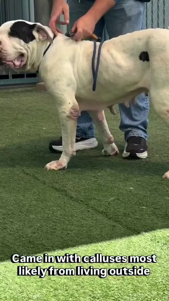 @Cane Corsos