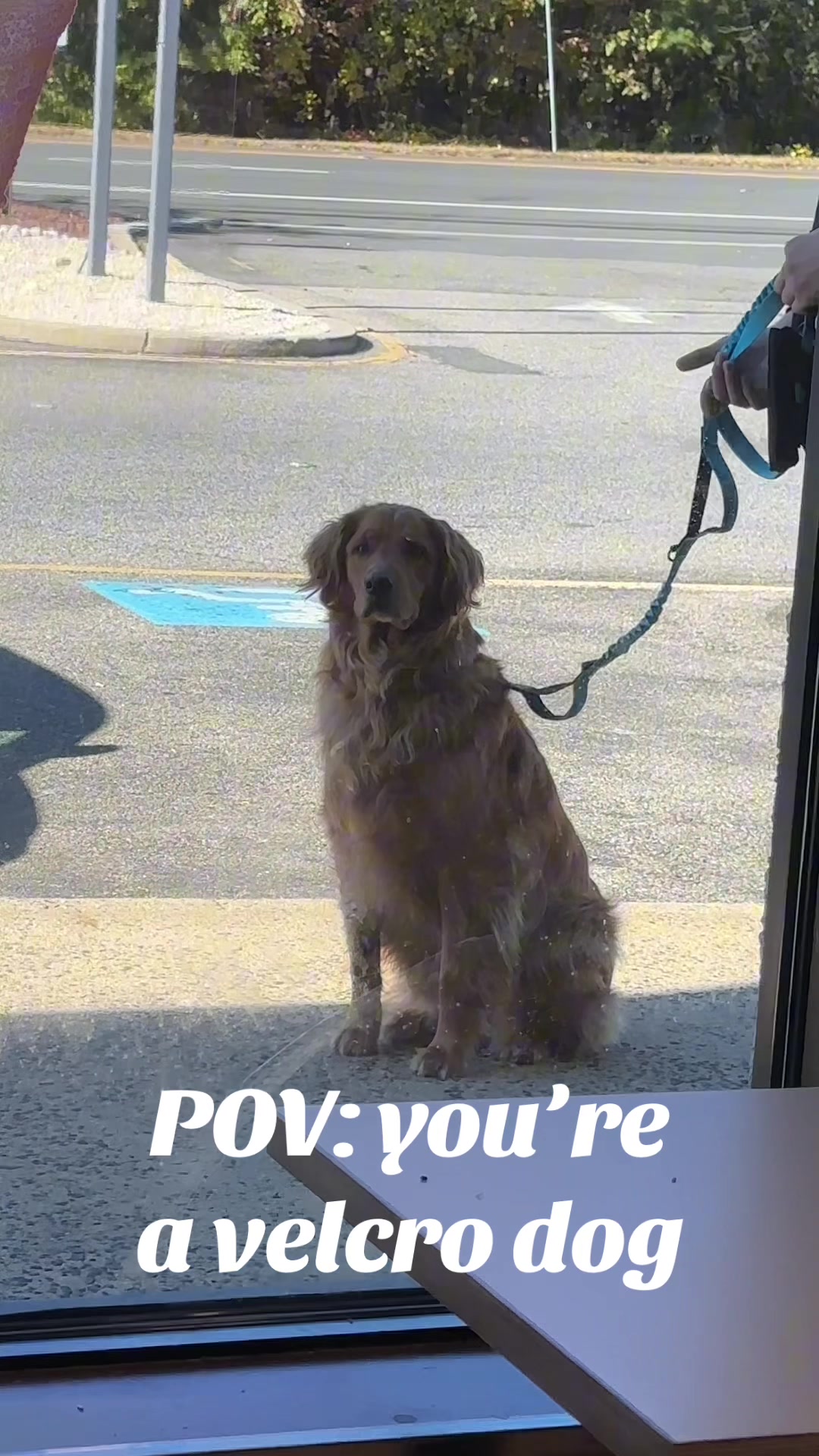 @Sammy The Big Red Dog