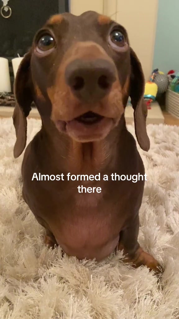 @Cute dachshund core