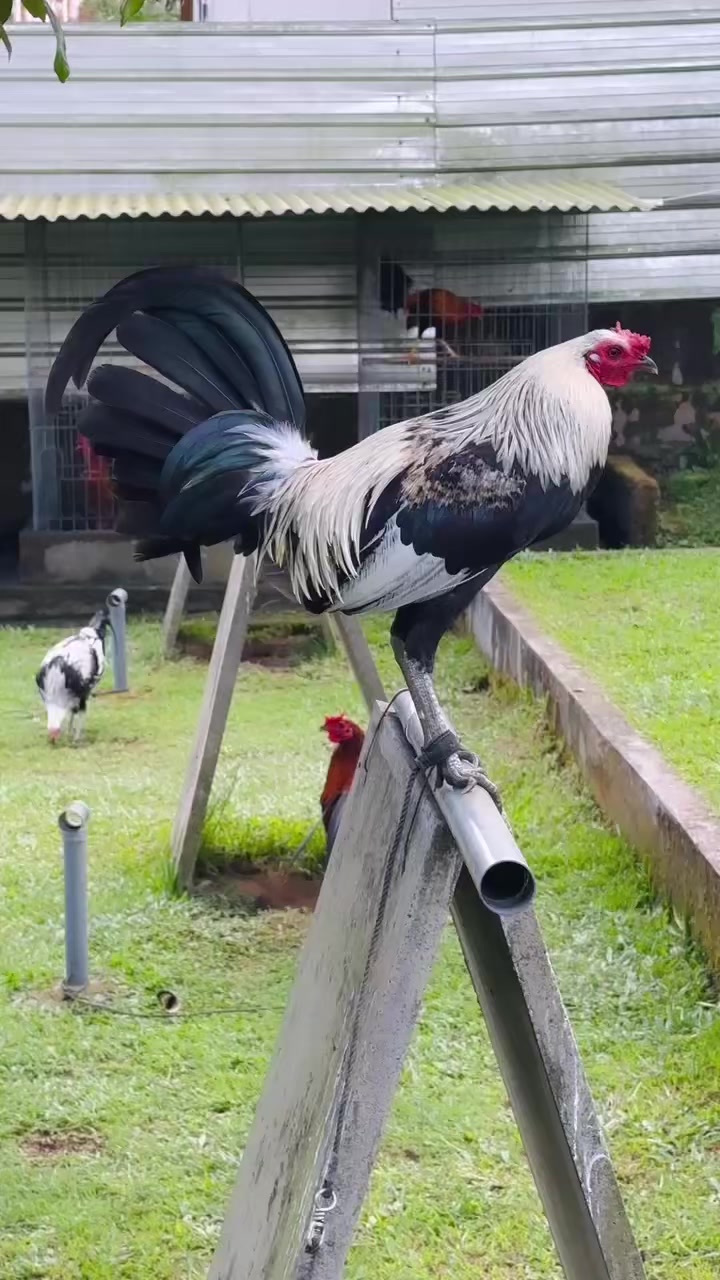 @NICK GAMEFARM