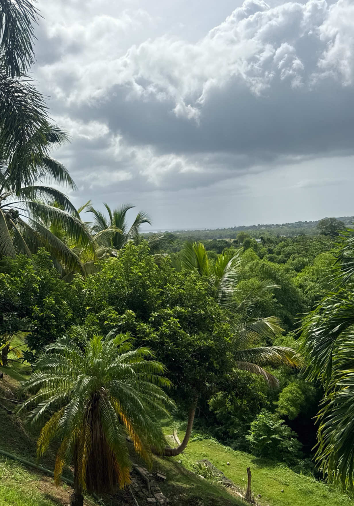 @Belton Tyrone 🇵🇷