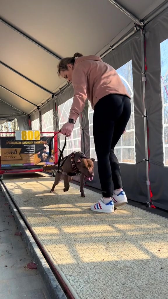 @Doti_Tora_Pitbulls