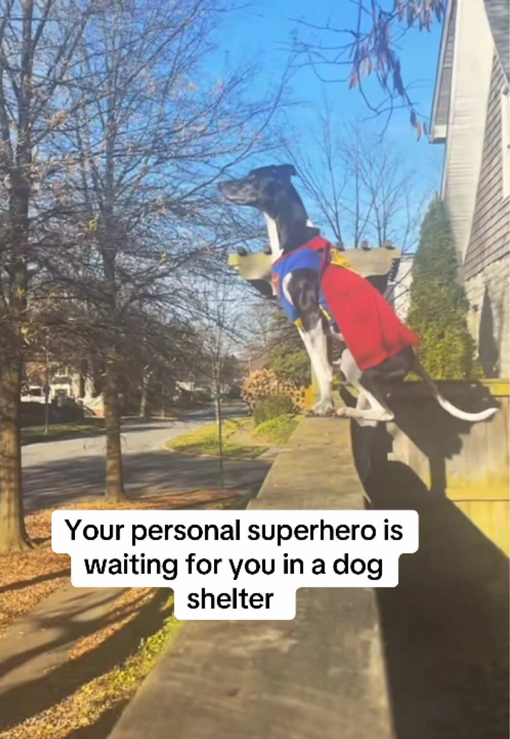 @Lexithejumpingdog