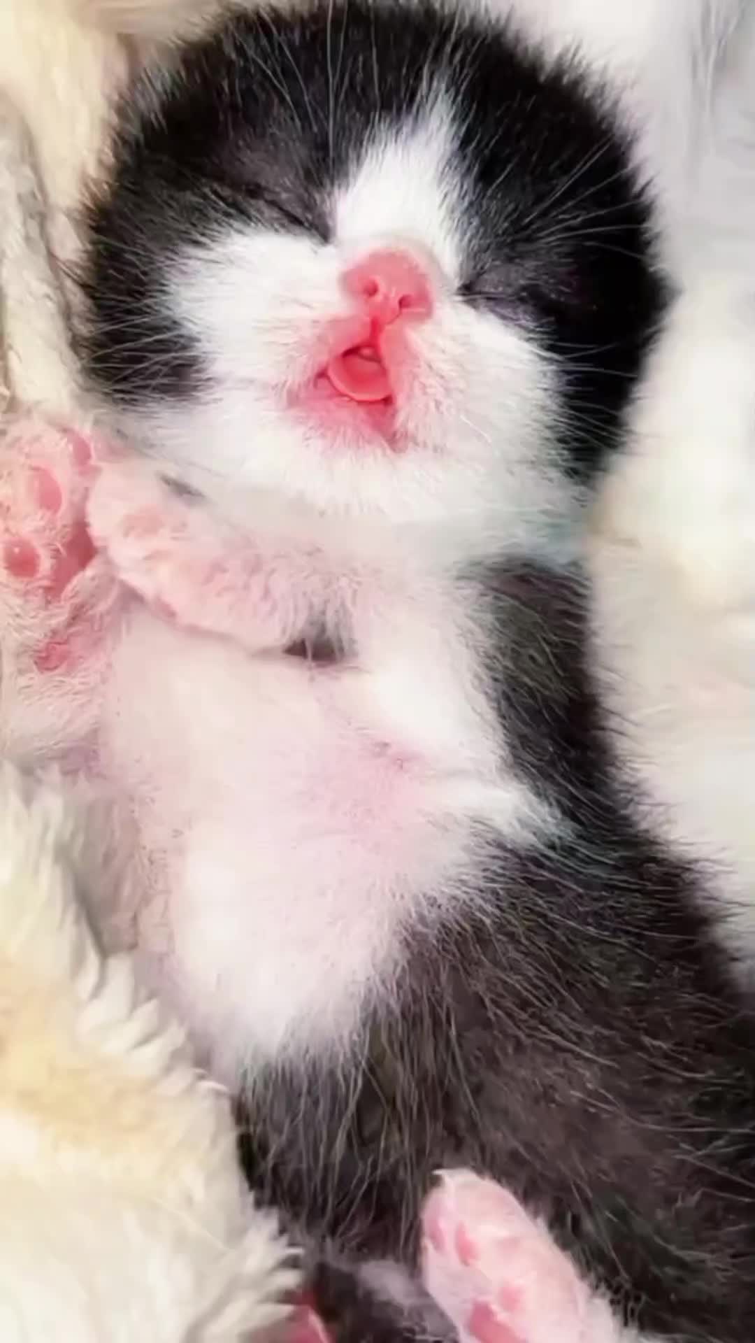 @CutekittenClub