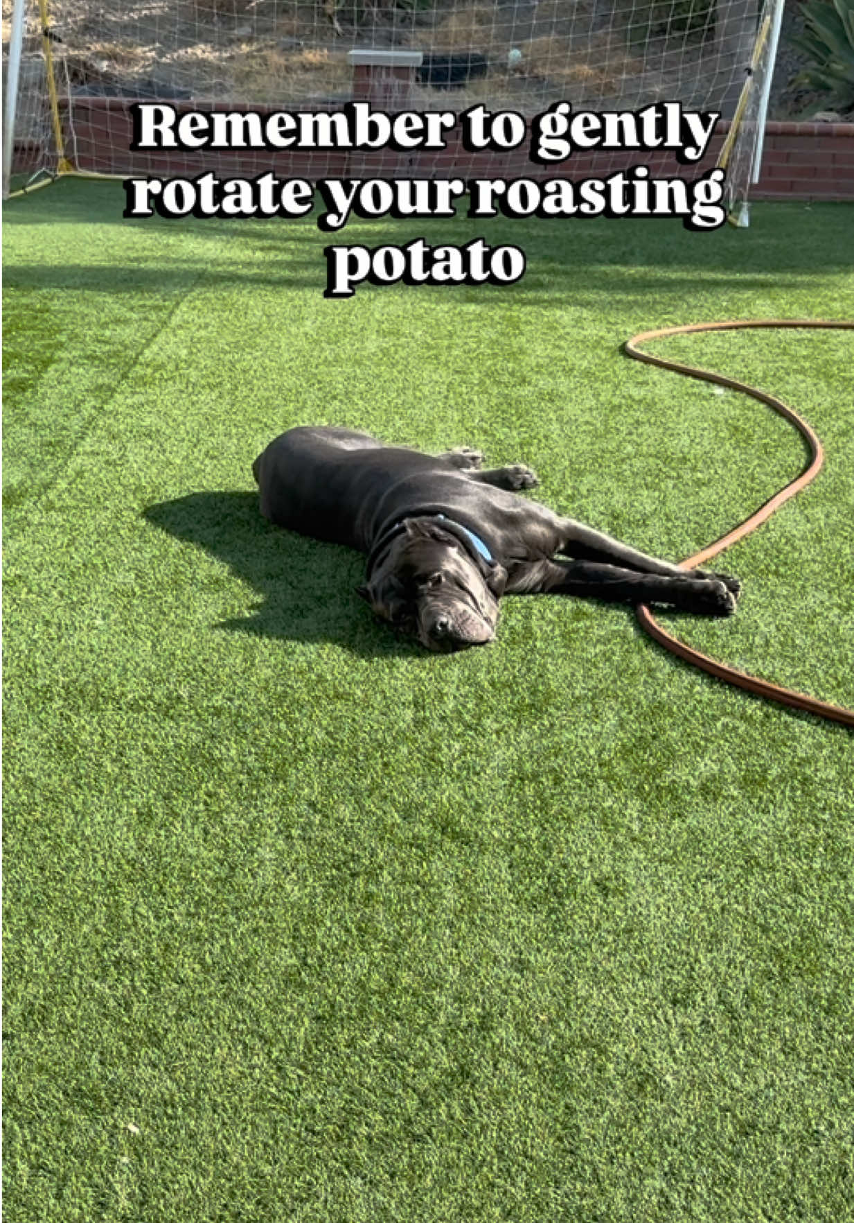 @Alistair the Cane Corso