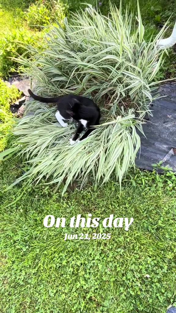 @catlover313official