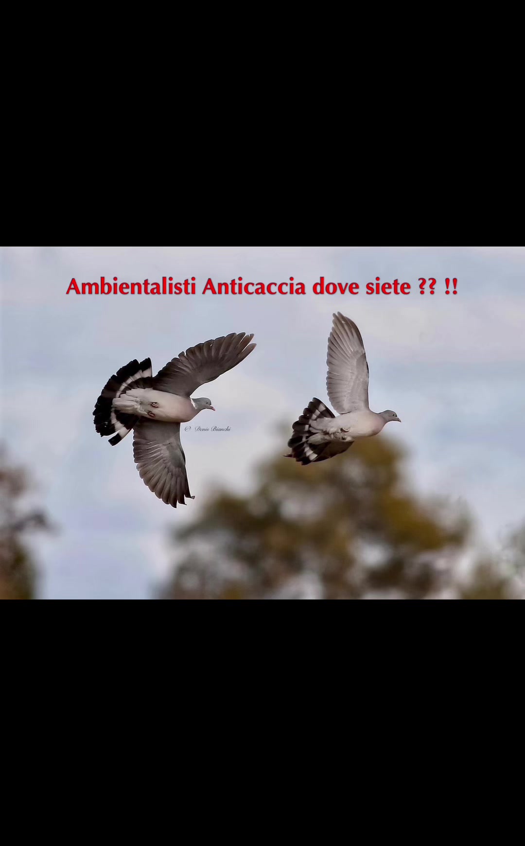 @Denis Bianchi