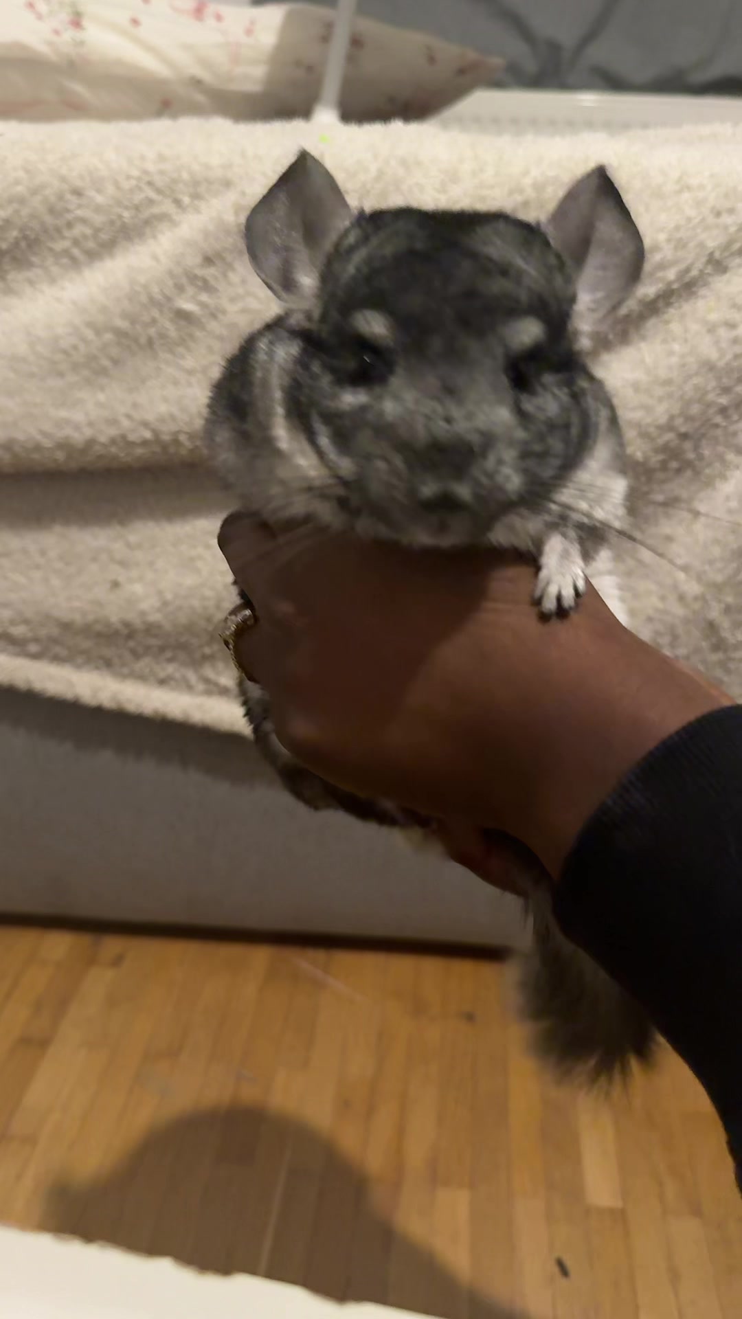 @BANDIT & STRIPE