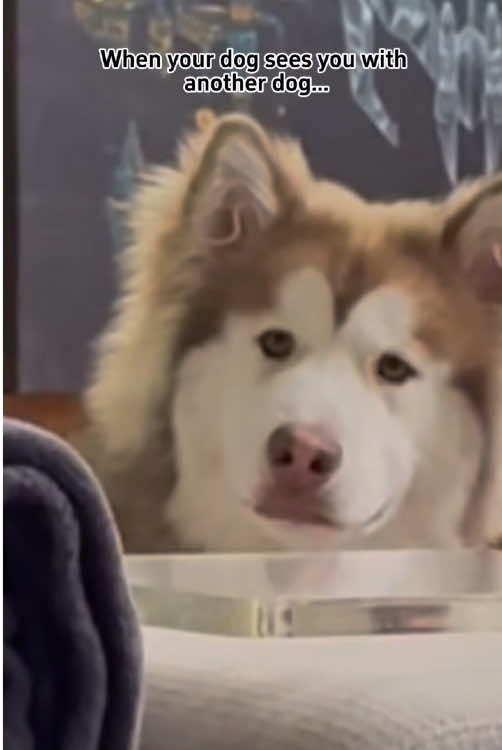 @Funny dogs 226