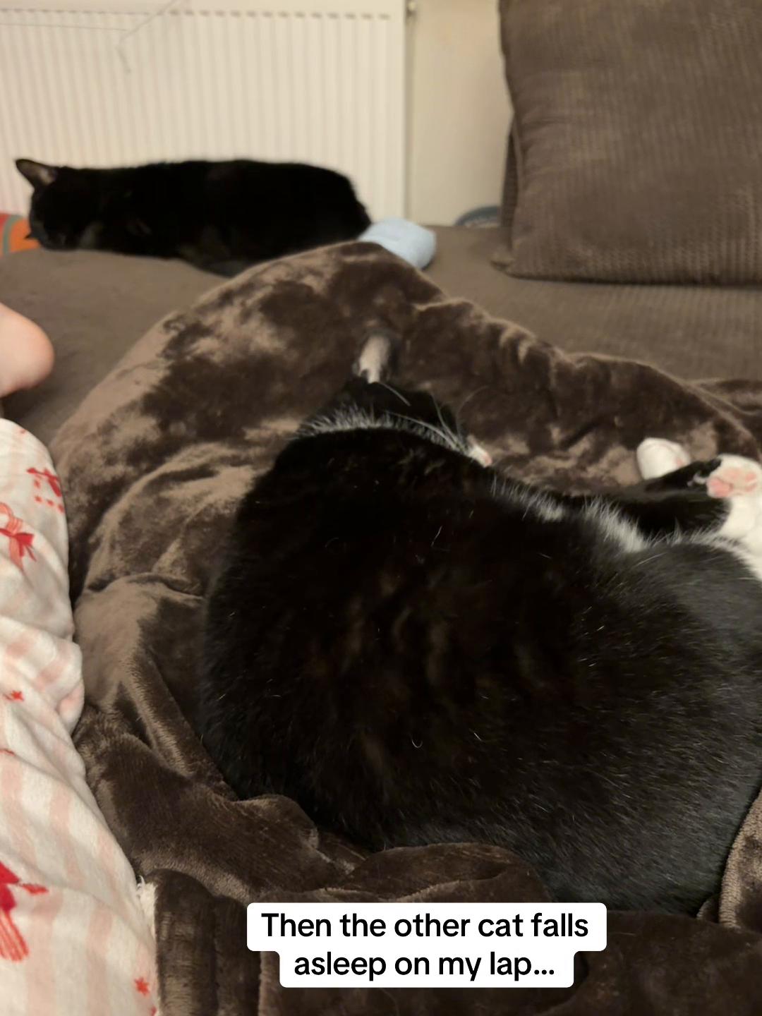 @Em feat. Mister & Mimi (cats)✅