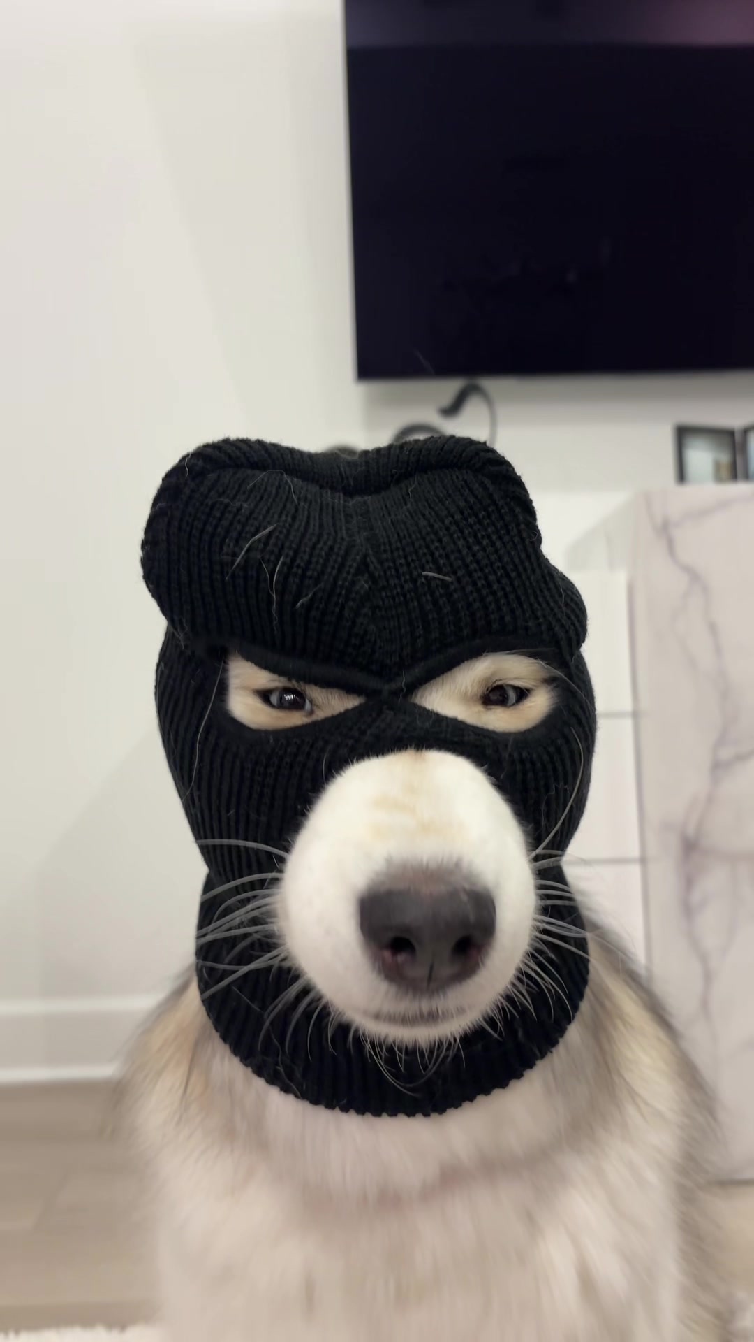 @lifewith2huskies