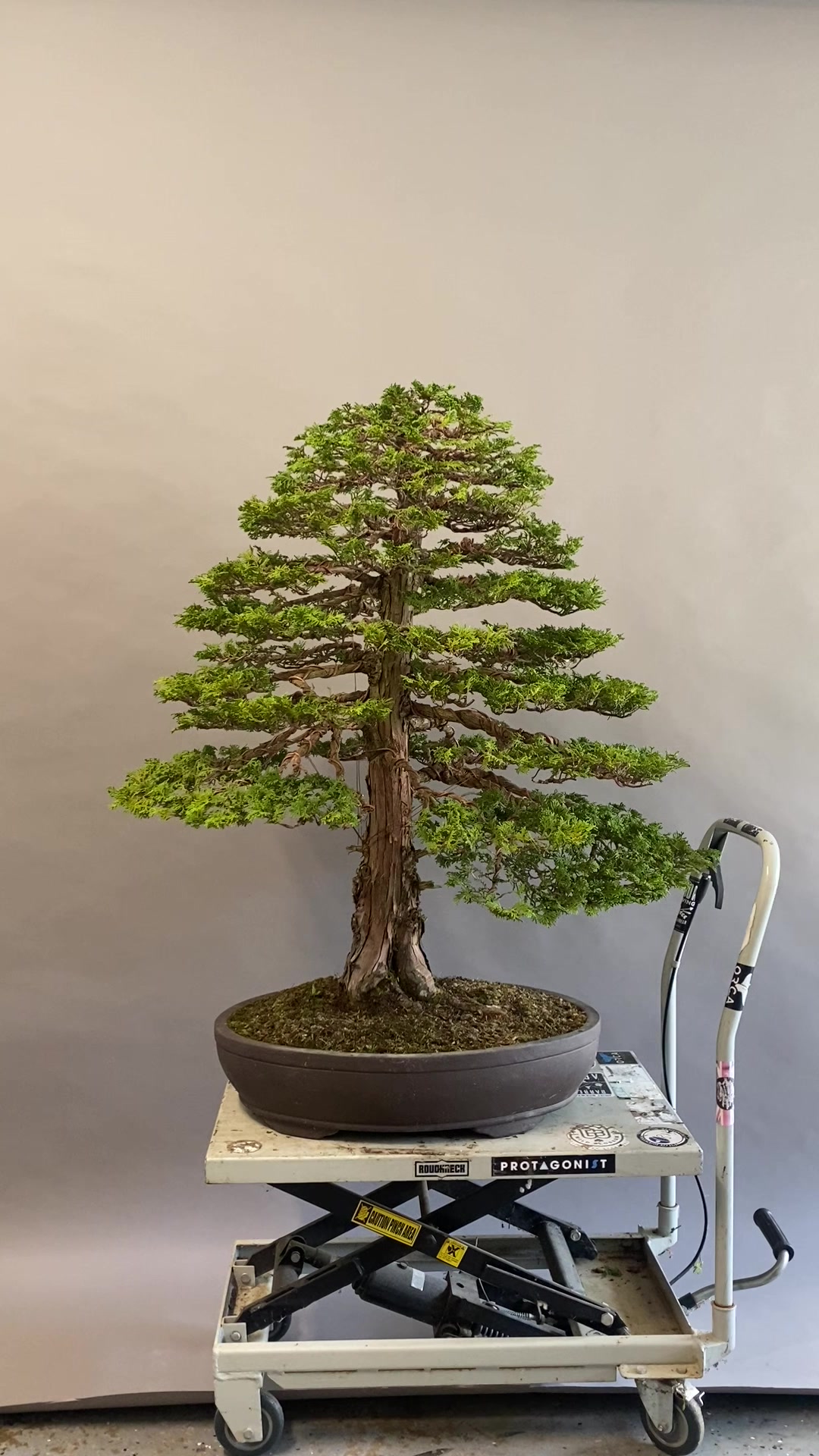 @Bonsai Movement