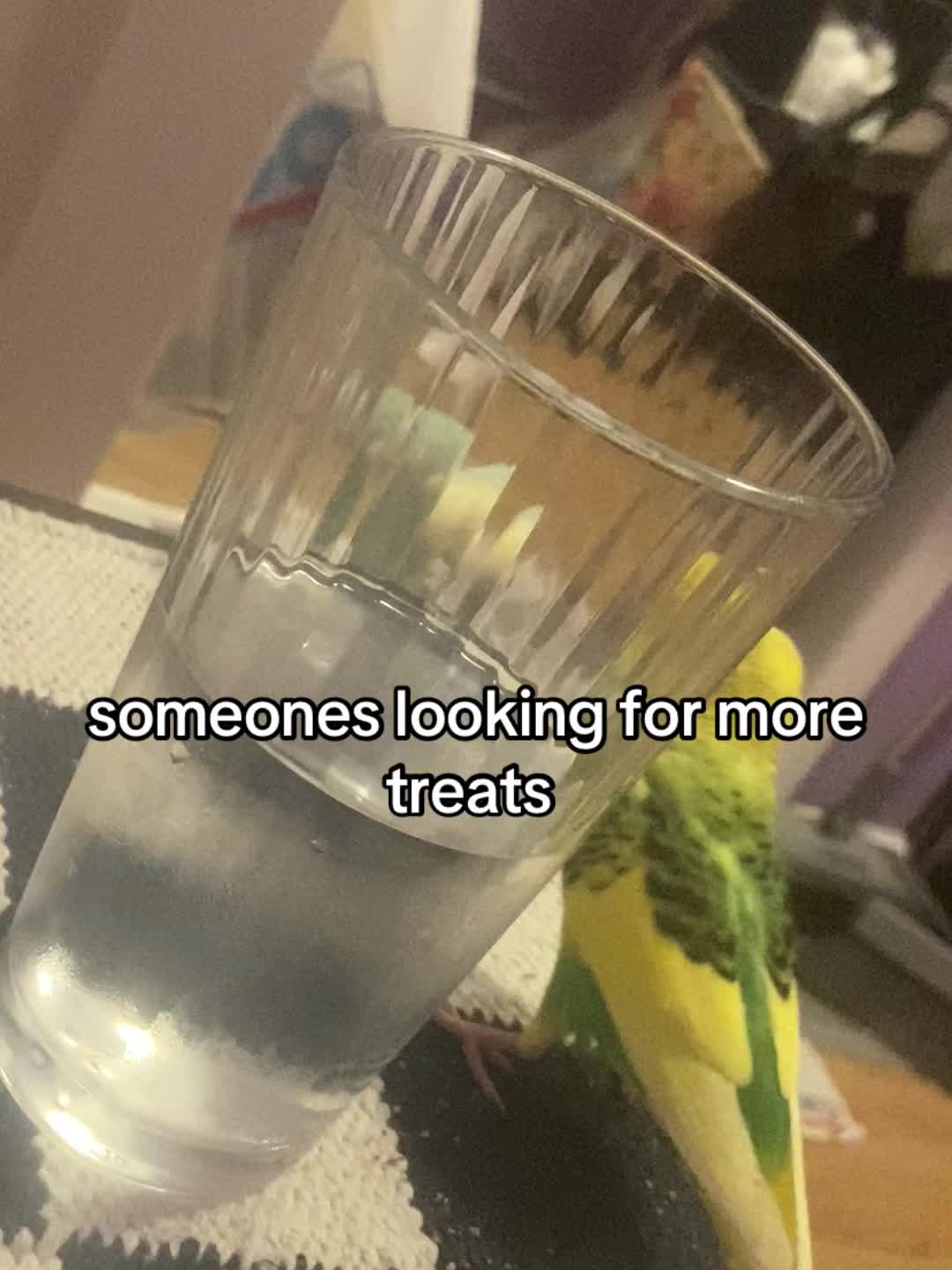 @Kiwi and Gizmo