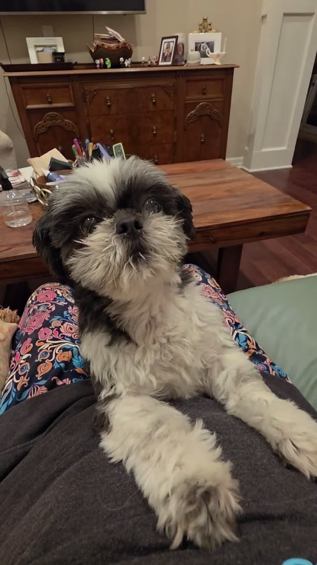 @Omaha Pet Sitter
