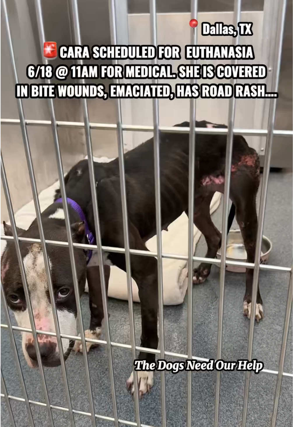 @The Dogs Need Our Help