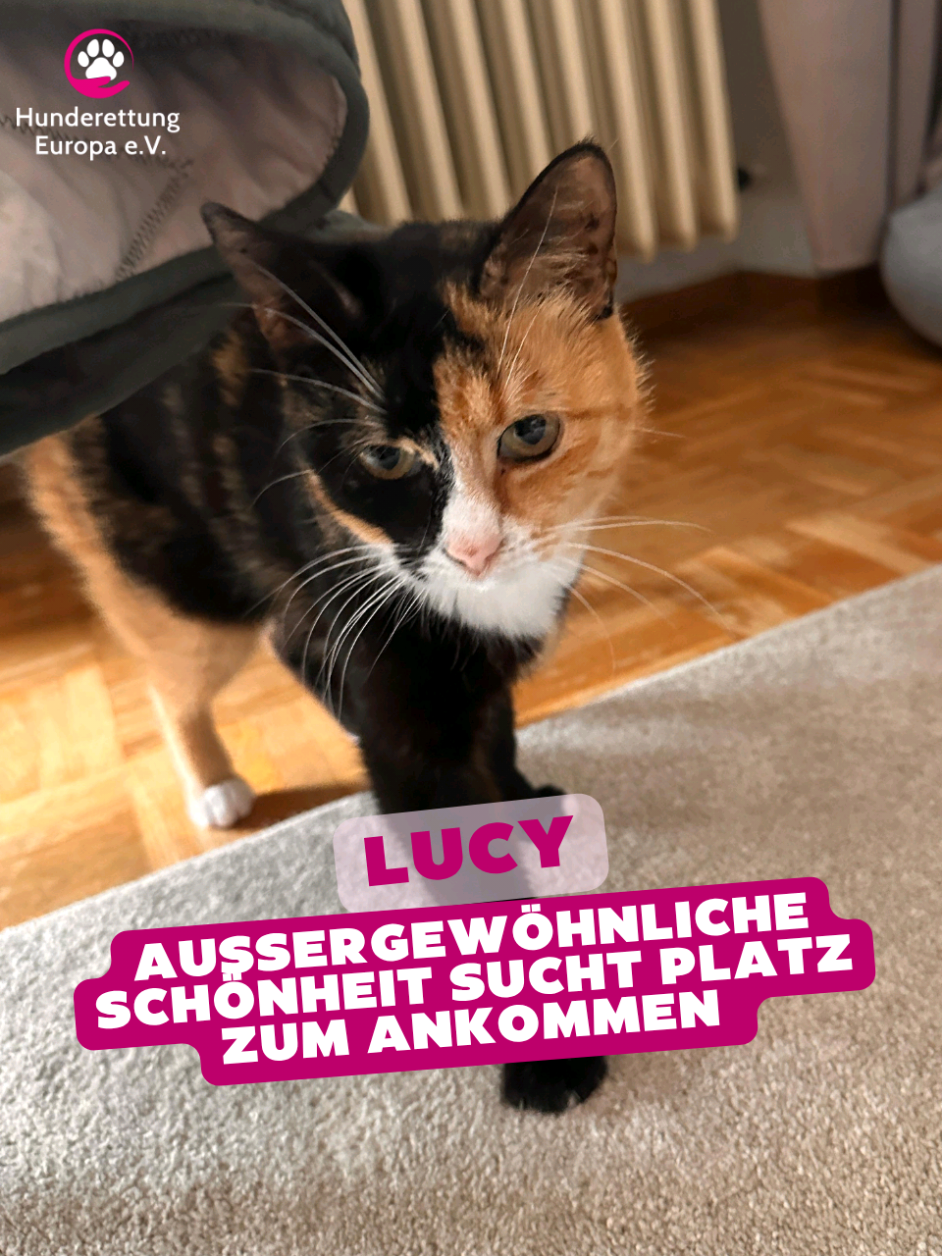 @Hunderettung Europa