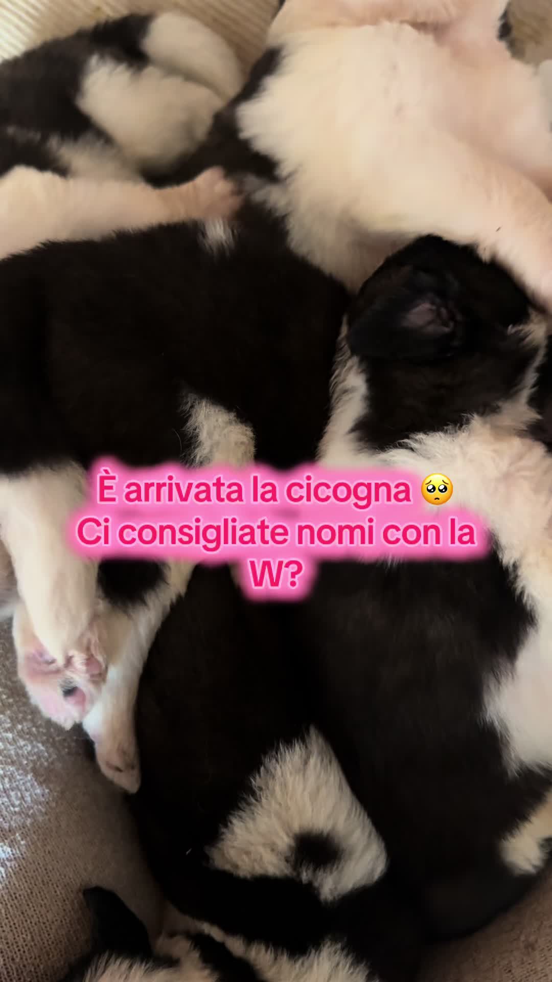 @Allevamento Piccolo Paradiso