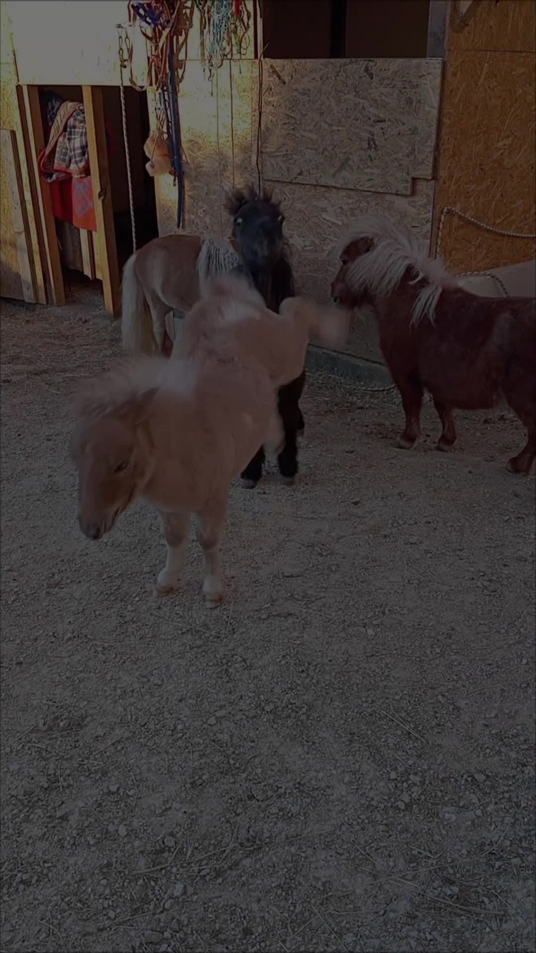 @joep.allevamentominipony