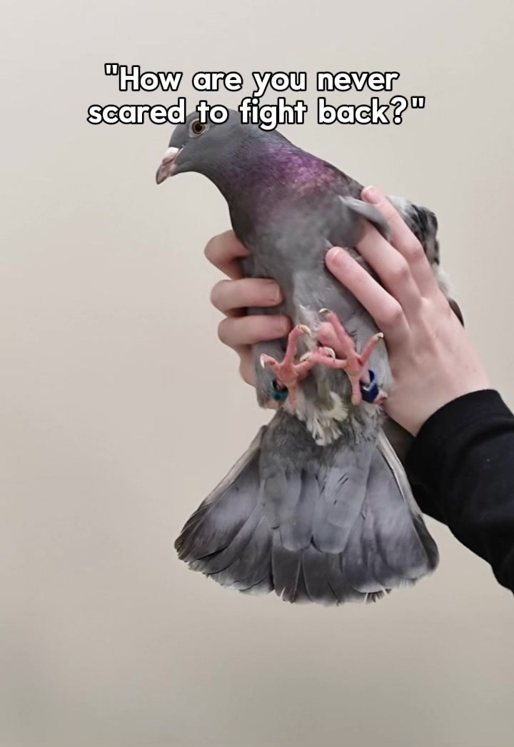 @Pigeon fan
