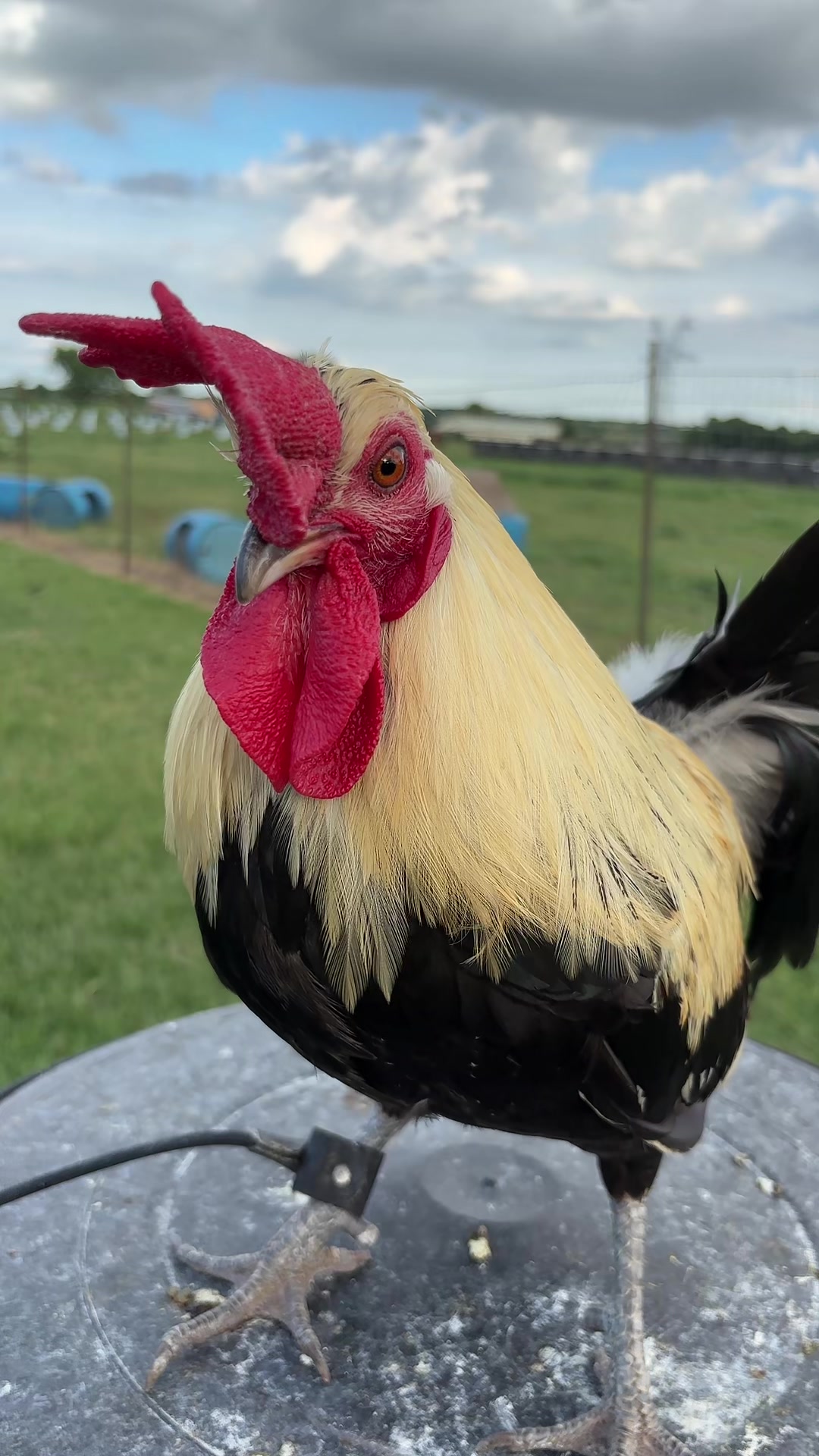@TOTOKA GAMEFARM