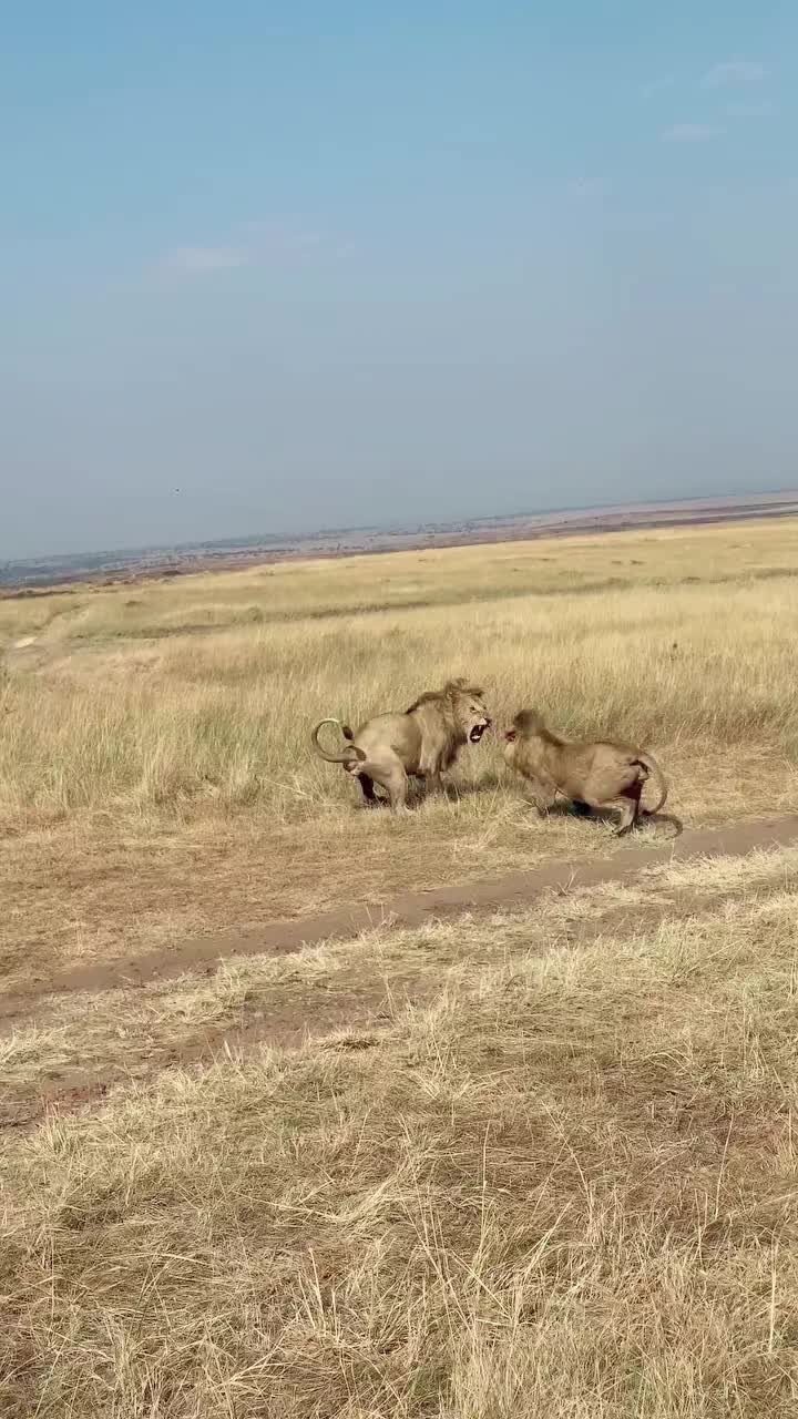 @Guzzicar🦁