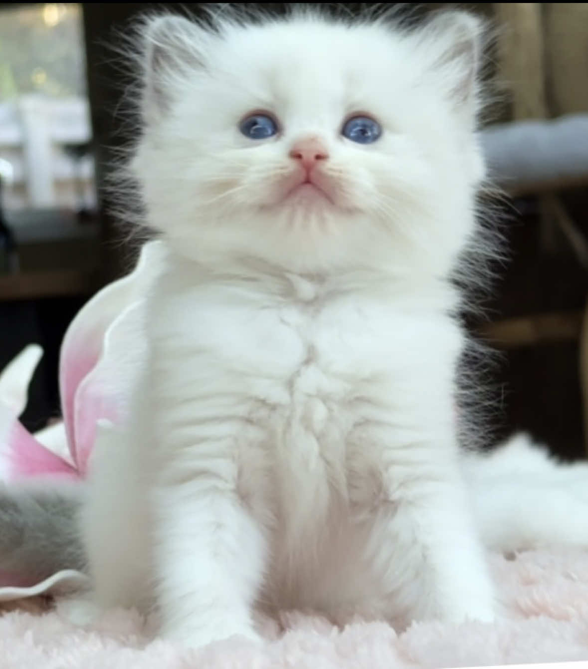 @My Epic Ragdoll