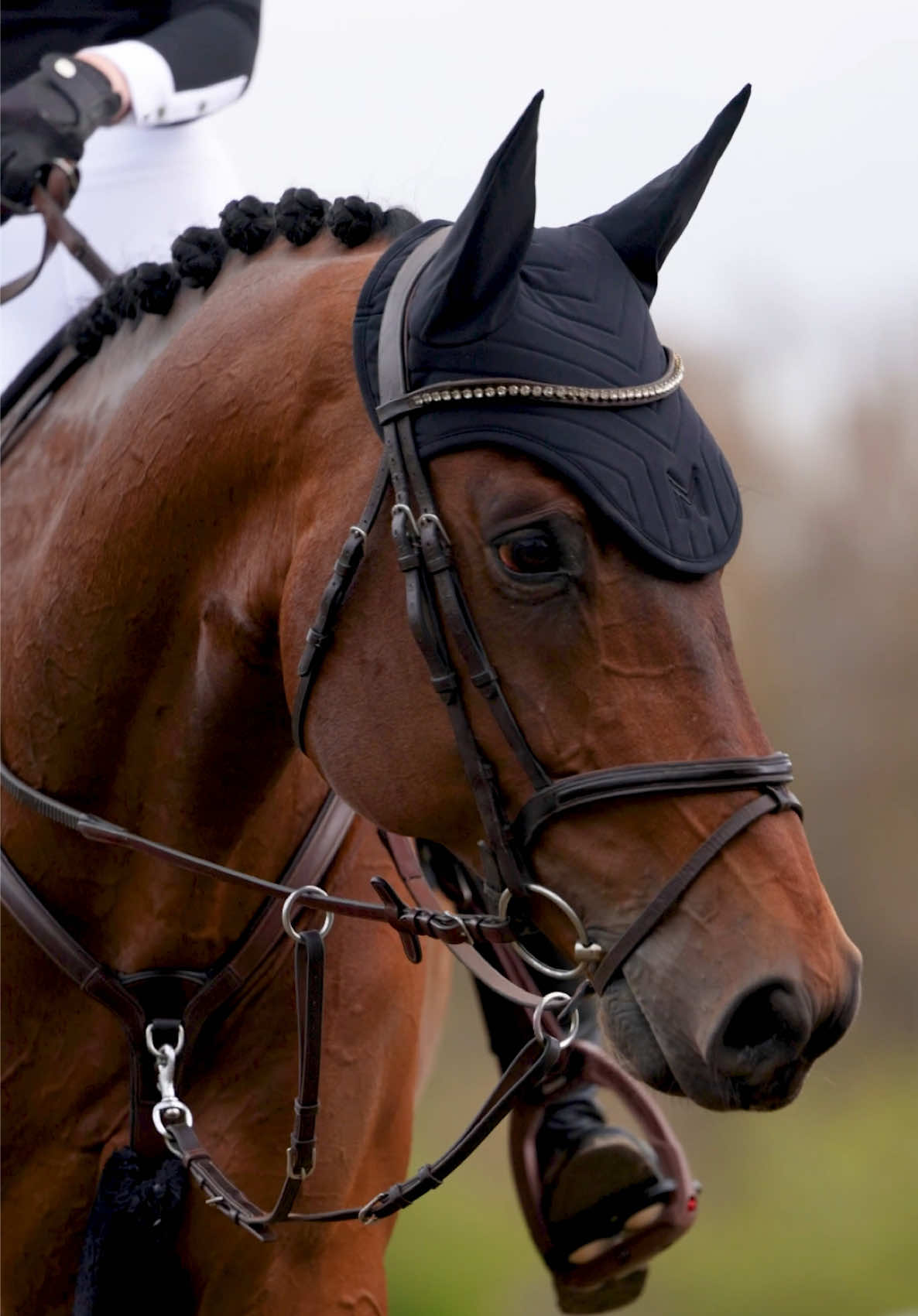 @Maximilian Equestrian