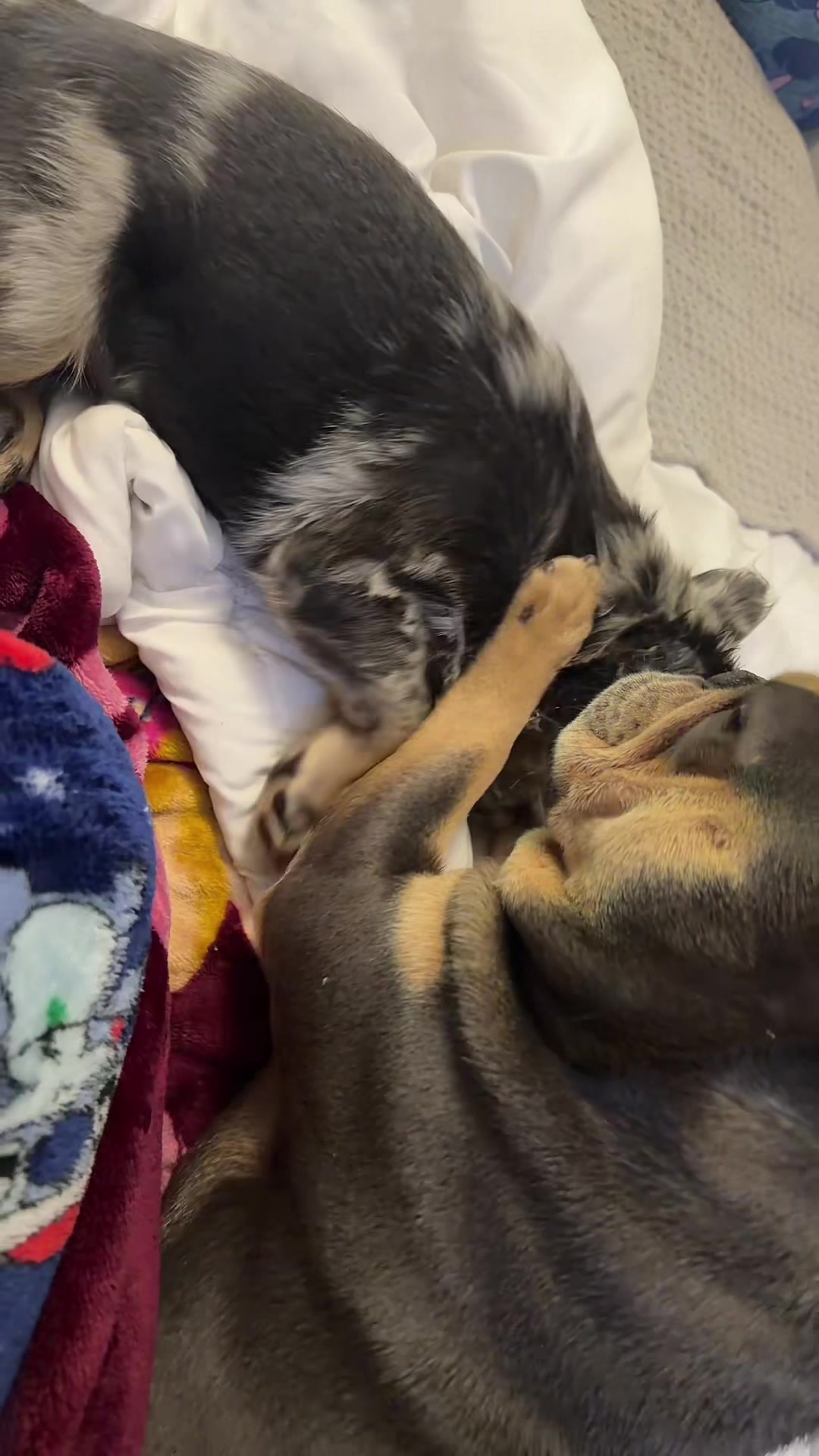 @CANELO & MAYA🐾🧡💜 ALVAREZ