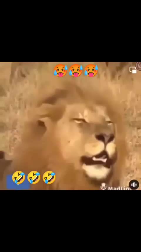 @Armando