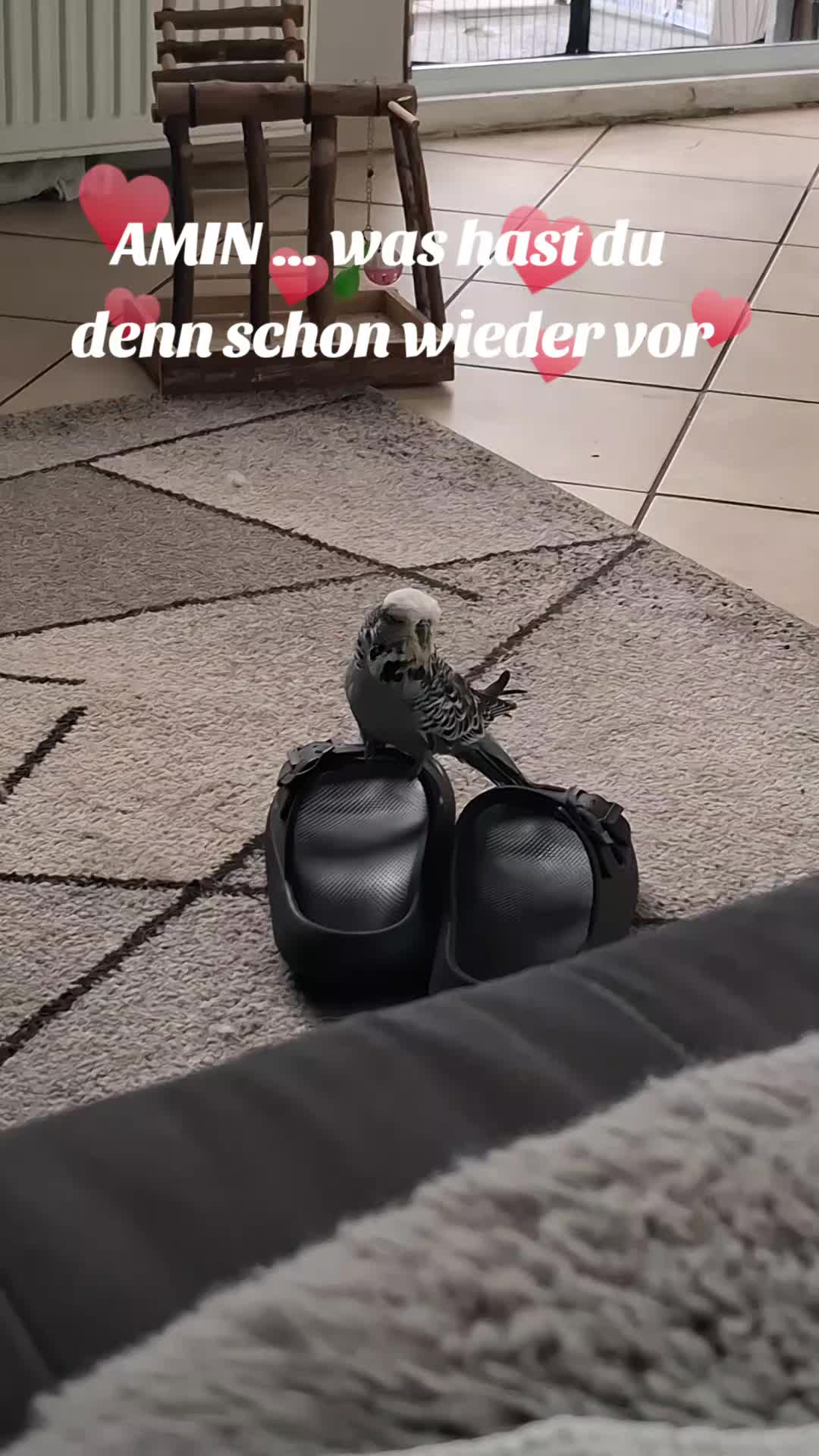 @Bine und die Wellibande