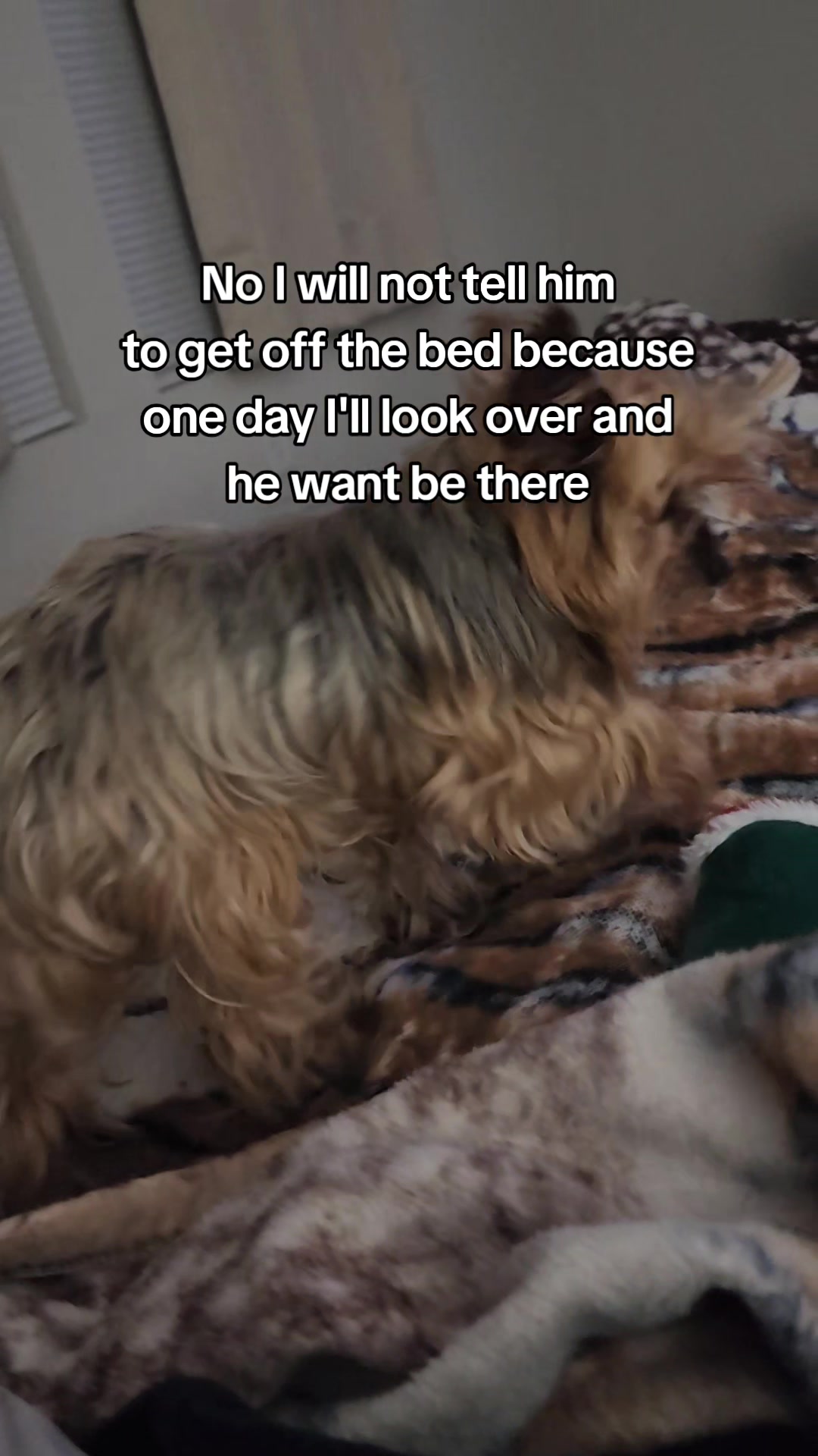 @Chase the Yorkie
