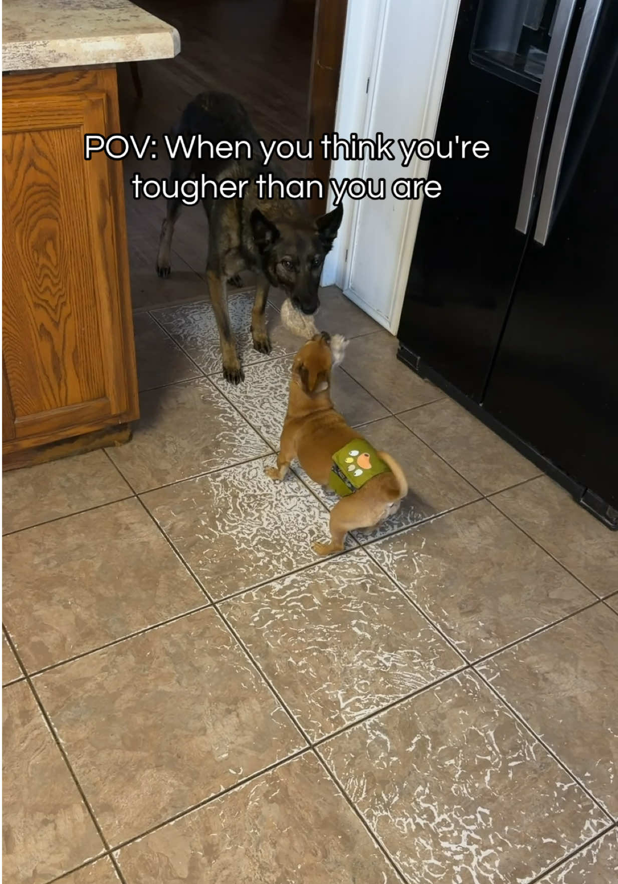 @K9 Dina