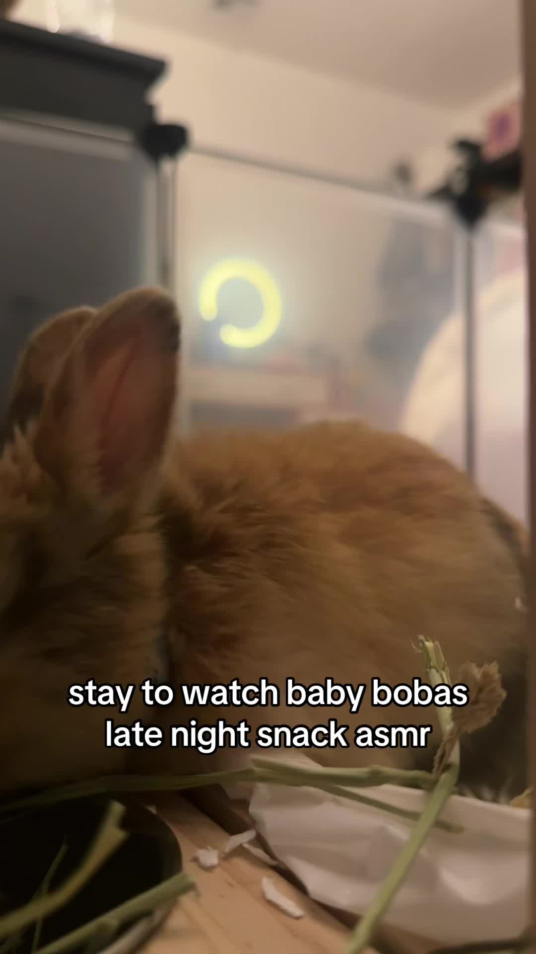 @Boba 🐰🩵