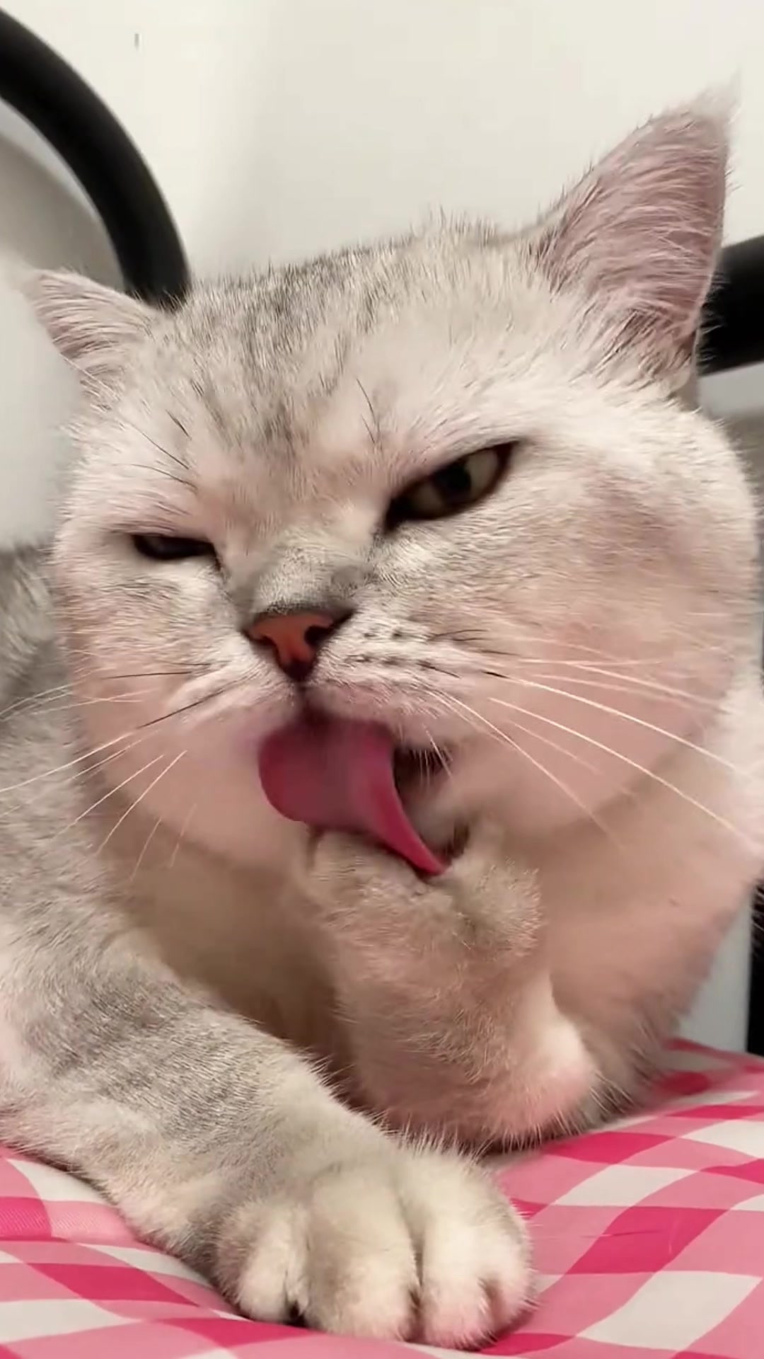 @Cute_kitten