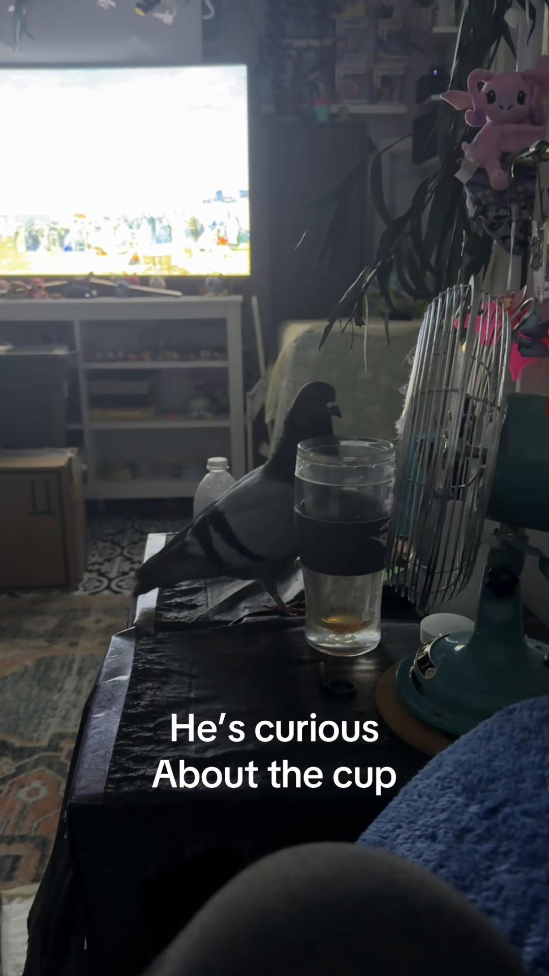 @Beebee The Pigeon