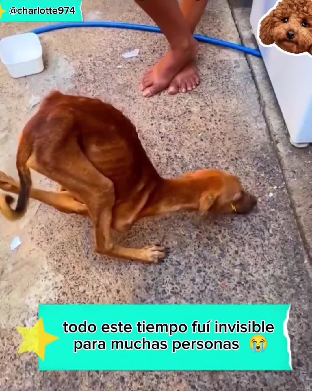 @Charlotte🐕🦺🐈🐕🦬🐐🐎🐄🐒