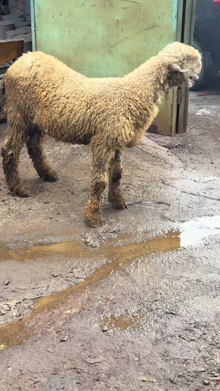 @Shiraz livestock