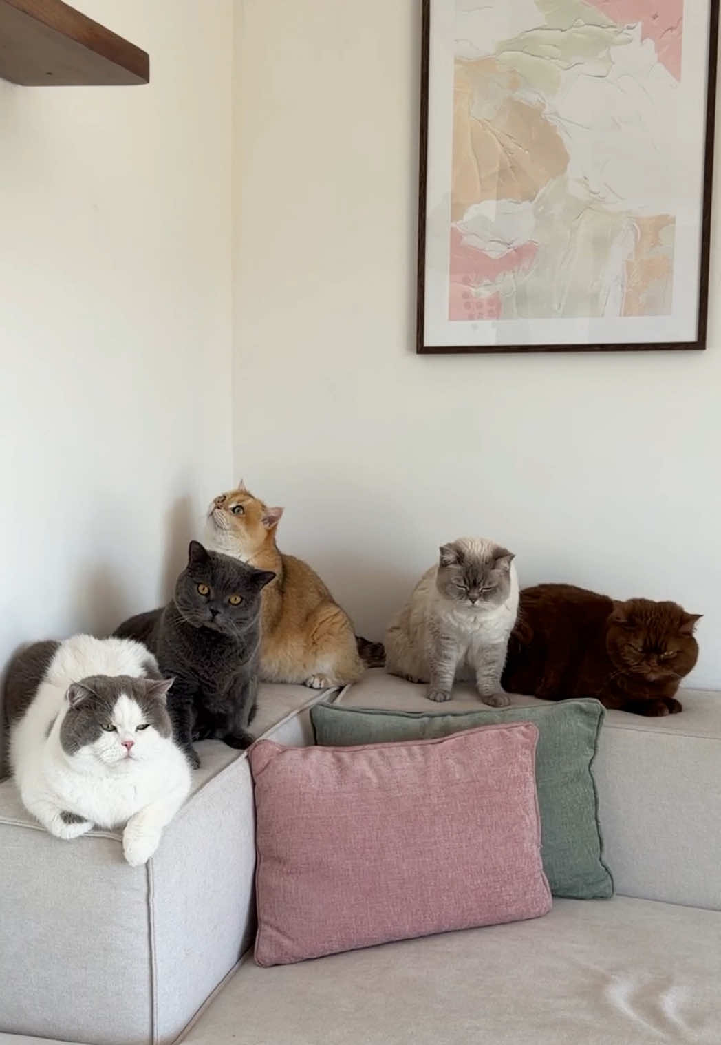 @Sinascolorcats