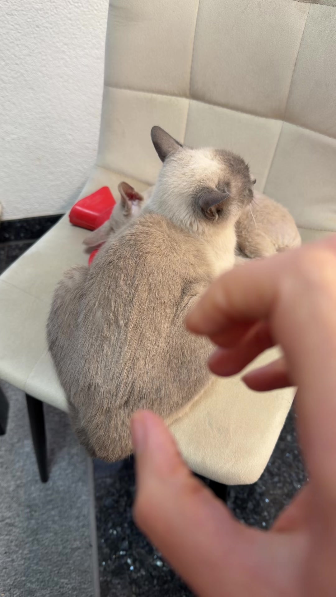 @TugbasCats