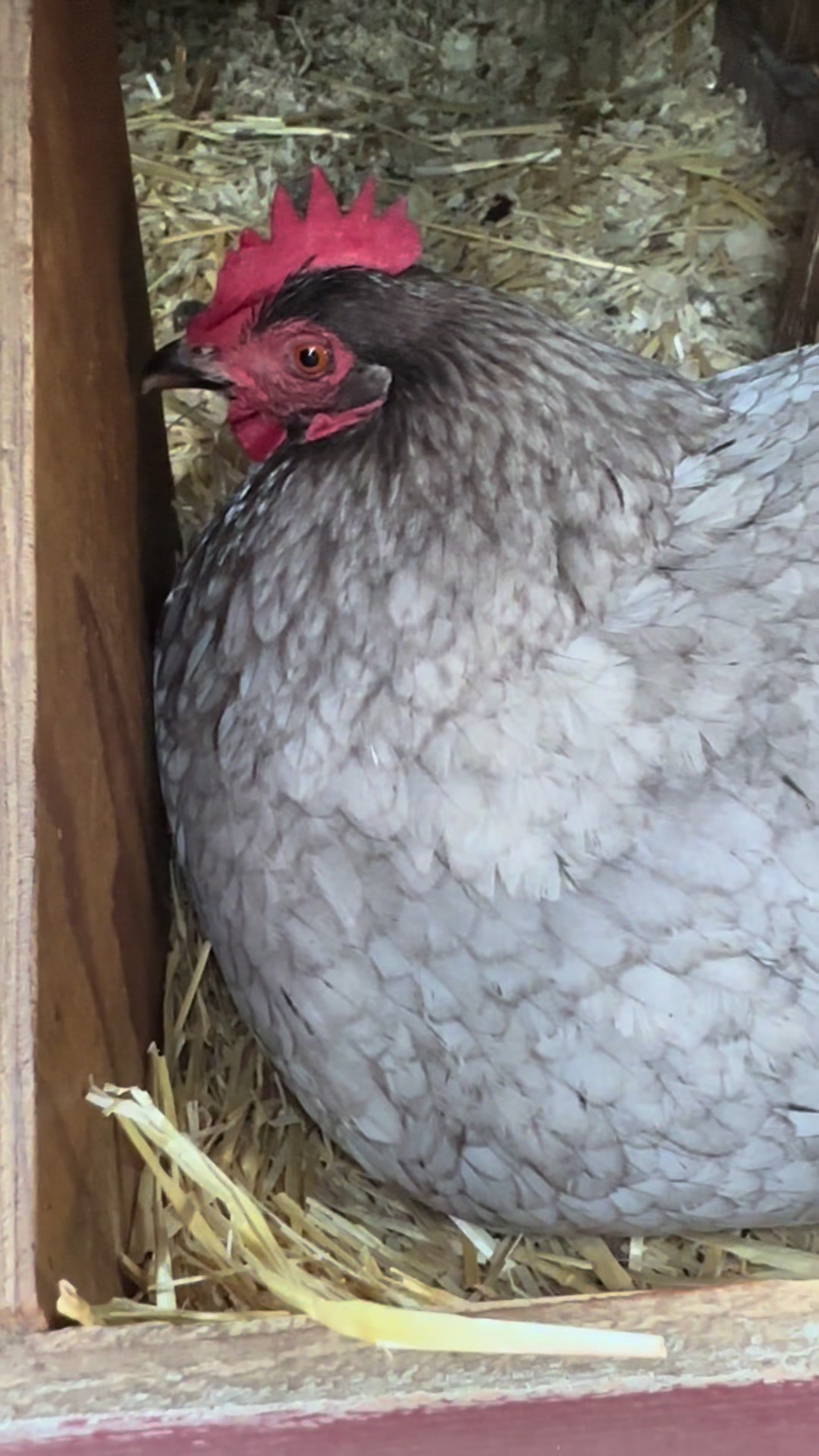 @FusterCluck Farm