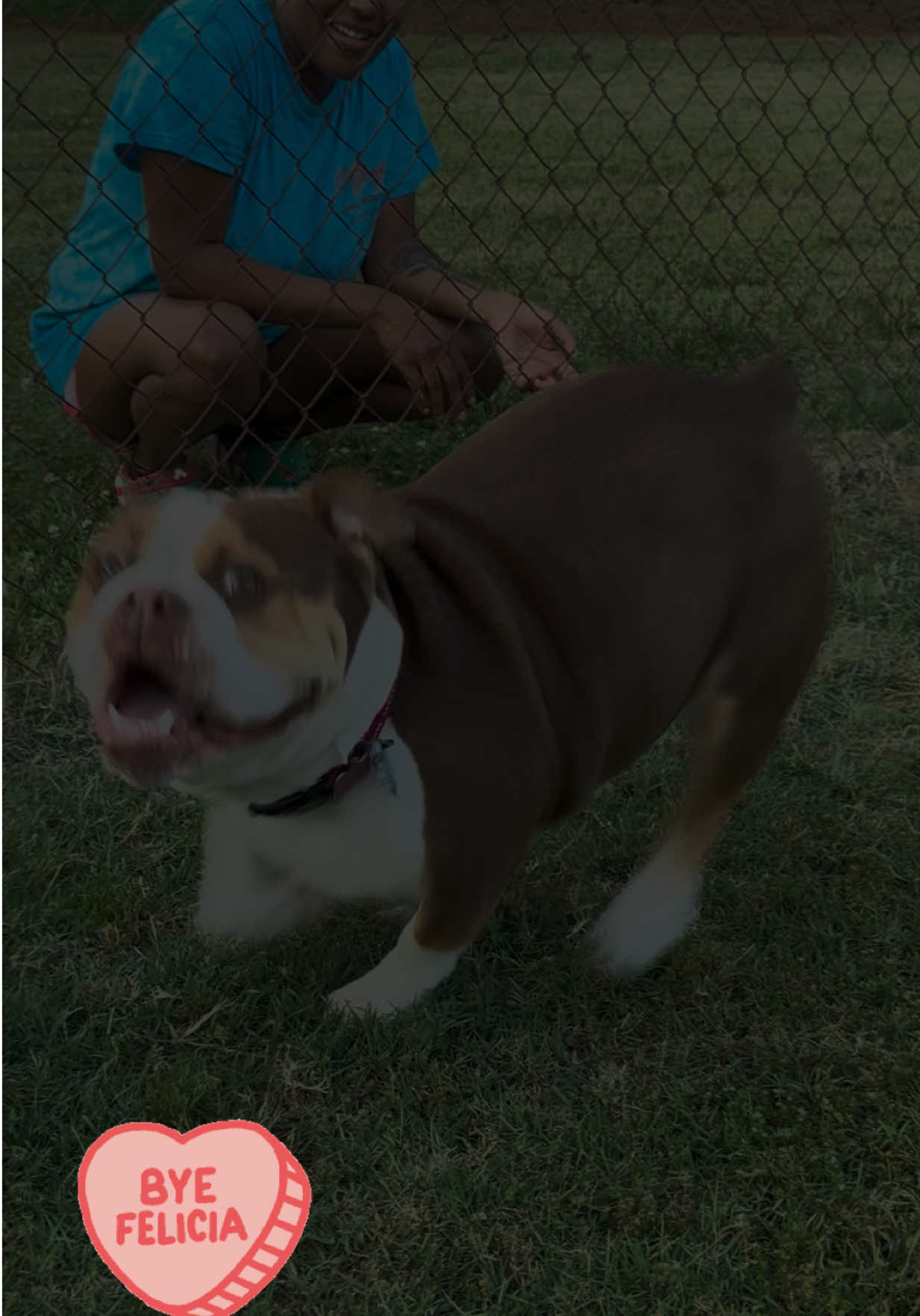 @Zora the bulldog