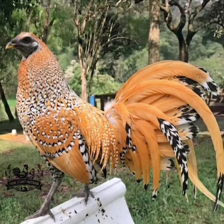 @Gamefowl Story