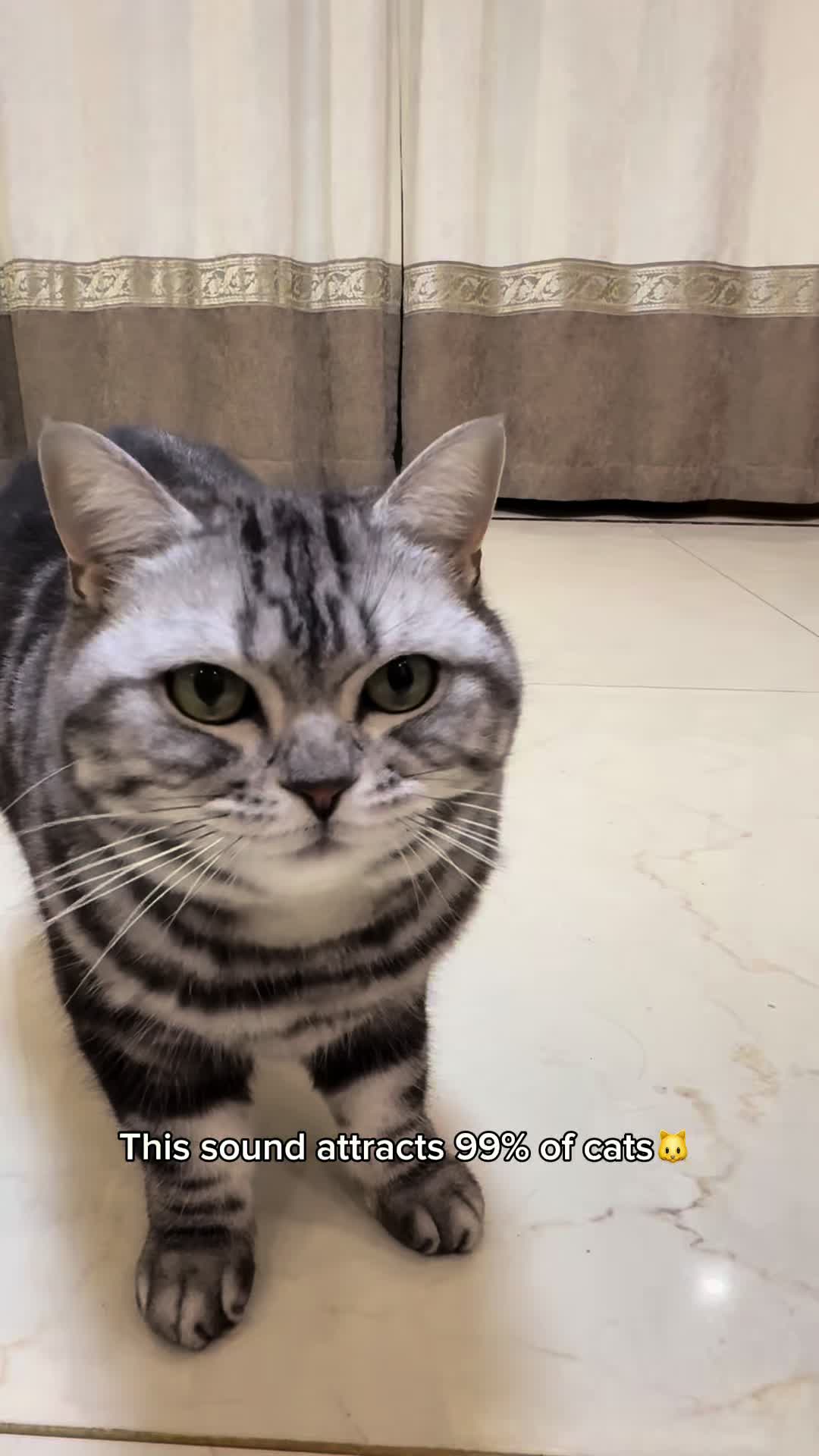 @catmi7