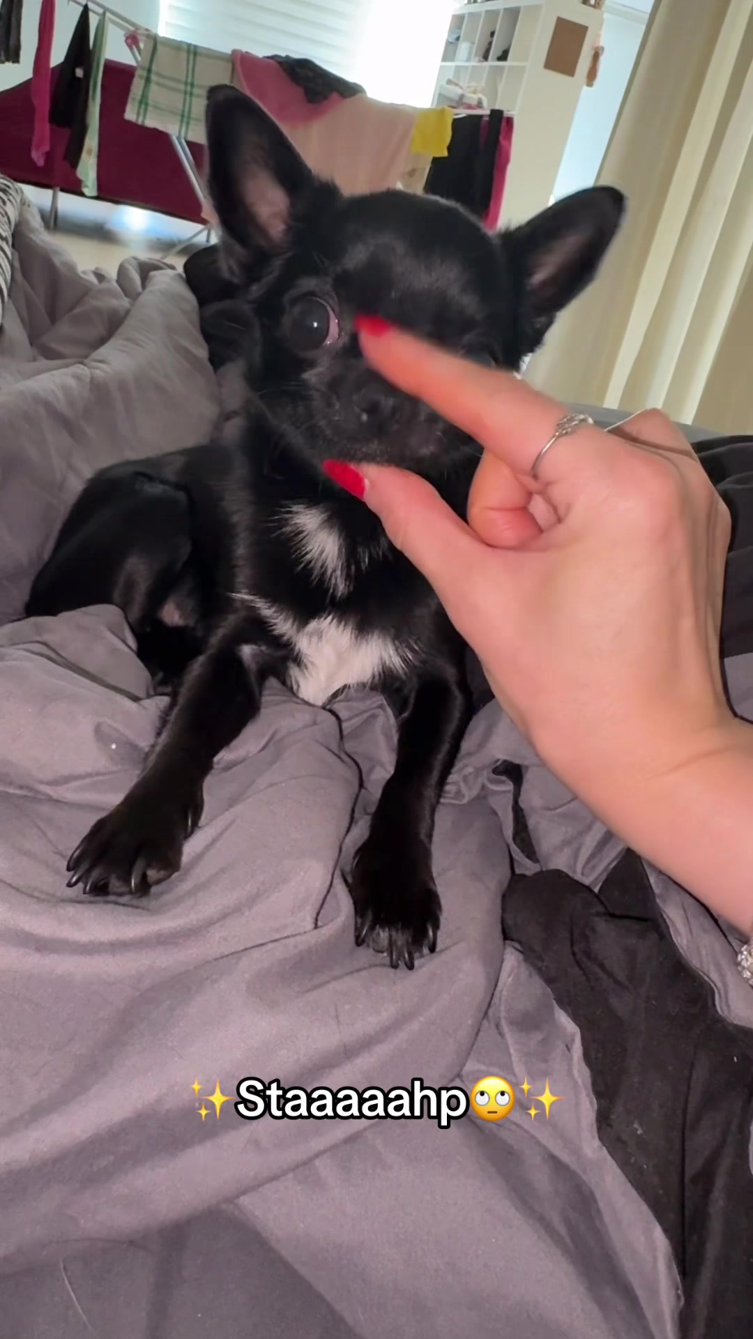 @the_chihuahua_mochi