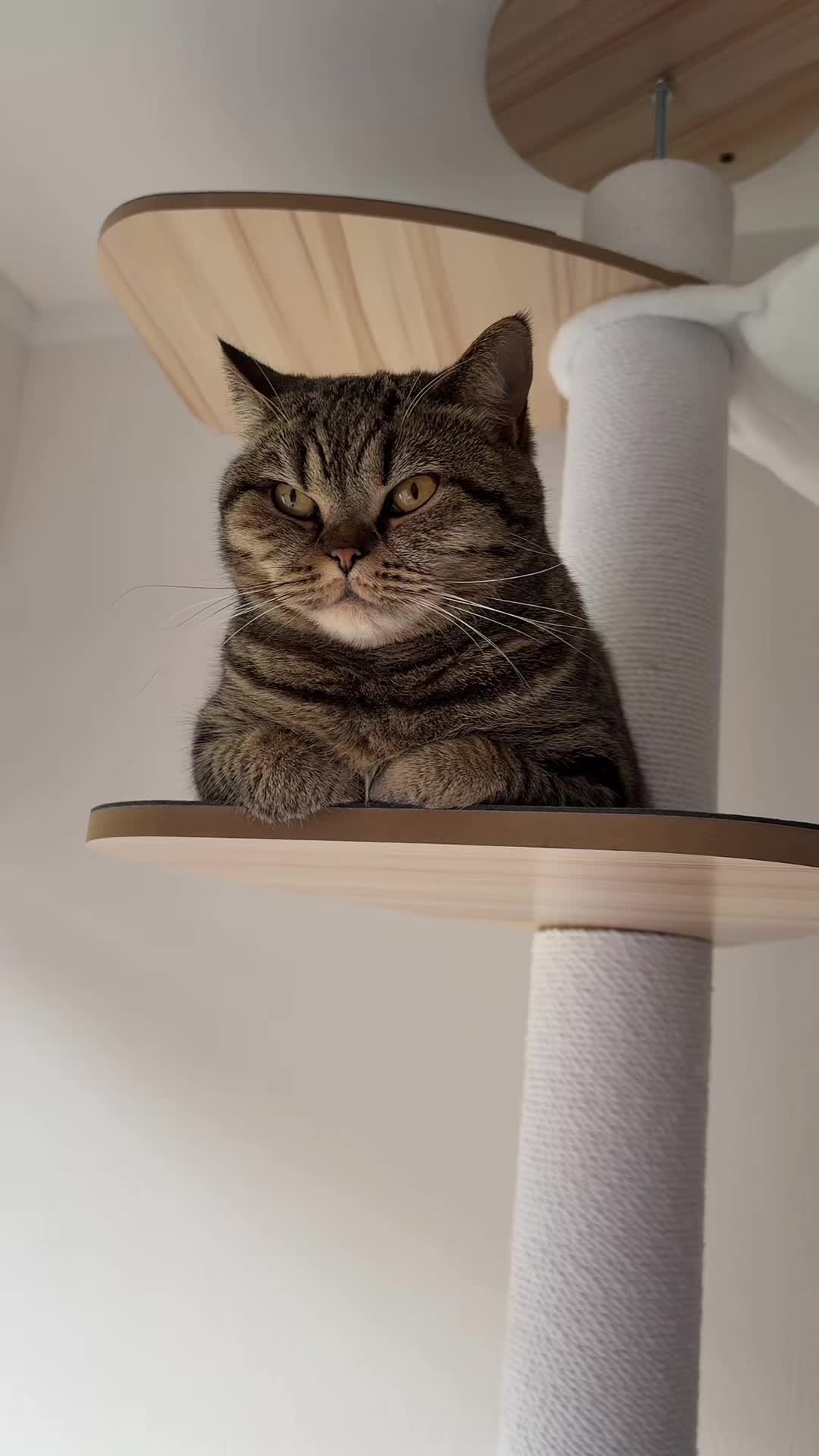@Sonja_Kitty-Cat