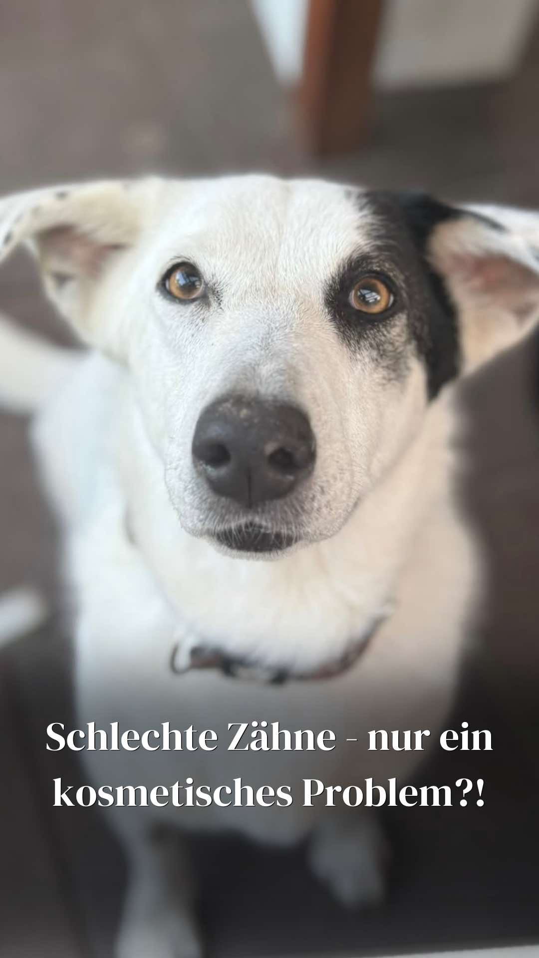 @SpecialDogs e.V.