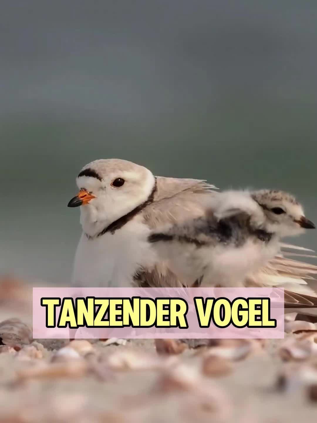 @Geo Tierwelt